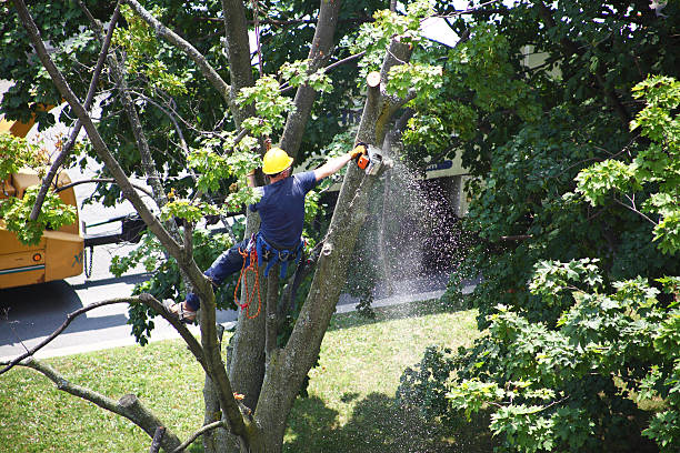 Reliable Difficult Run, VA Tree Care Solutions