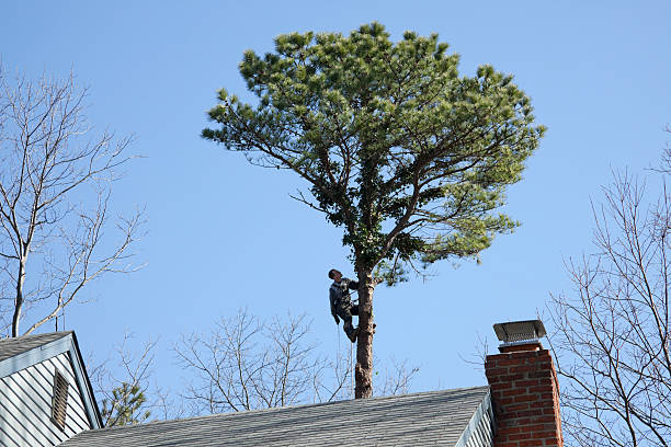 Lawn Maintenance Plans in Difficult Run, VA